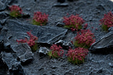 Gamers Grass Dark Purple Flowers Wild