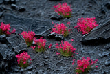 Gamers Grass Pink Flowers Wild