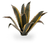 Gamers Grass Laser Plants - Agave