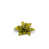 Gamers Grass Laser Plants - Dumb Cane
