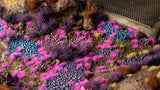 Gamers Grass Tiny Alien Neon Tufts