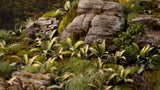 Gamers Grass Laser Plants - Deer Fern