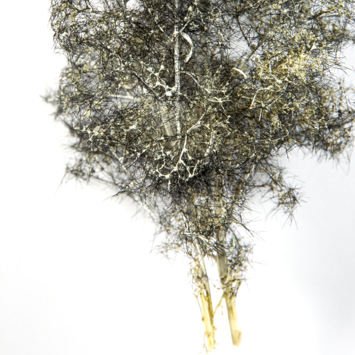 AK Interactive Vegetation BLACK-WHITE FANTASY BUSHES