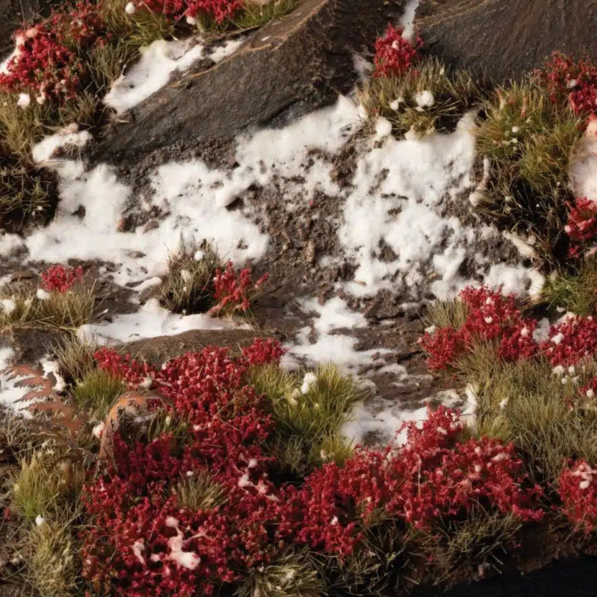 Gamers Grass Laliguras Flowers